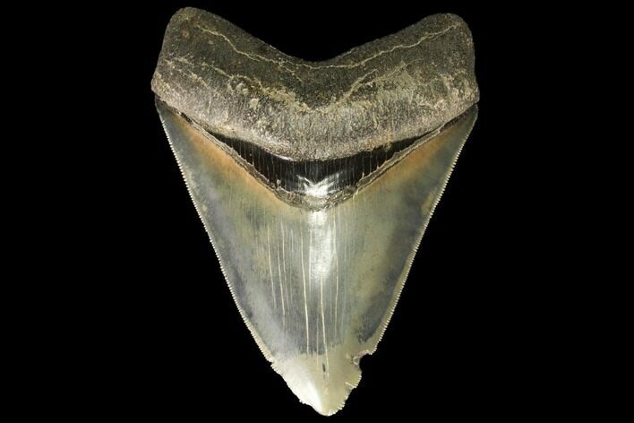 Serrated, Fossil Megalodon Tooth - Gorgeous Enamel #78209
